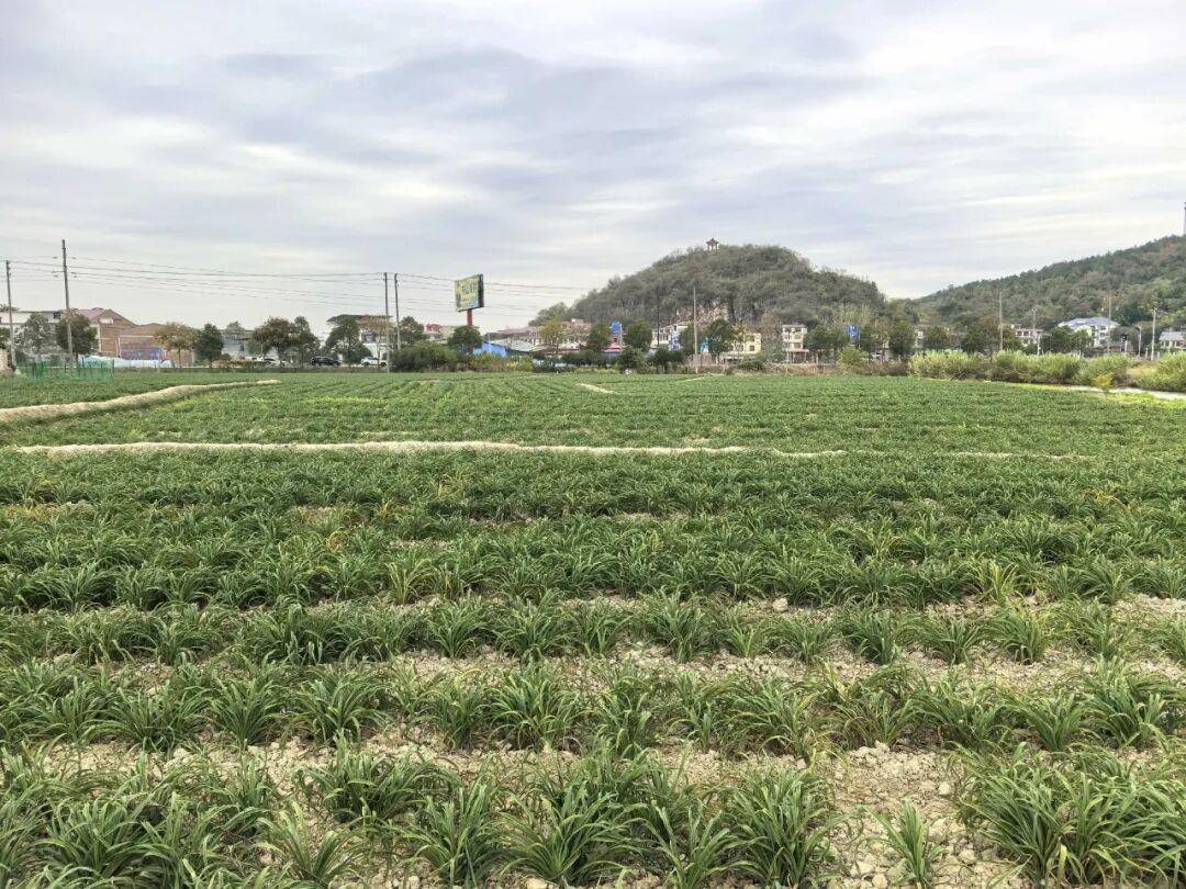 圖片4.png 圖片4.png